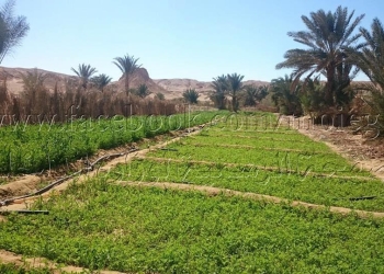  نجاح الأمن فى إبادة 2,5 فدان منزرعة  بالنباتات المخدرة بسيناء 