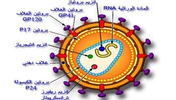 رغم تشابه أسباب العدوى..الإيدز ينتشر بمعدلات أقل من فيروس C