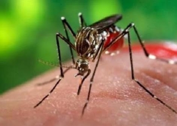 الشربيني: تسبب “زيكا” في الإصابة بالشلل غير مستبعد