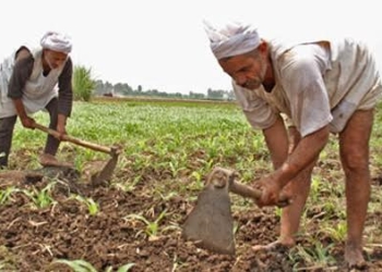 “لجنة الزراعة” تحل مشكلة توريد القمح التى يعانى منها الفلاح المصرى