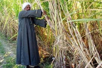 وزير التموين : سداد مليار و700 مليون جنيه لمزارعي قصب السكر