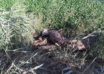  العثور على حمير مسلوخة  بقرية بكفر الشيخ 