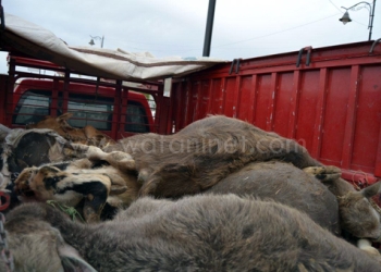 مرض “الموت المفاجئ” يتسبب فى نفوق 500 رأس ماشية 