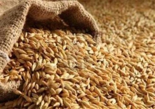 توقعات بانخفاض أسعار القمح عالميآ