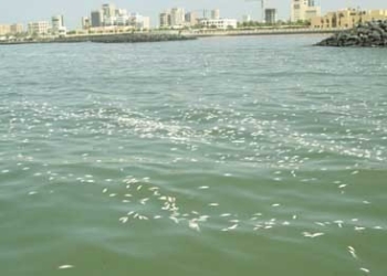 “السحراوى” : عزوف الصيادون عن العمل واختفاء الأسماك من بحر بورسعيد