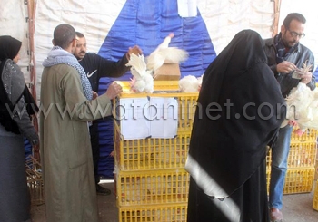 بيع الدواجن الحية ب 27 جنية ببني سويف 
