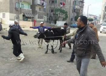 مصادرة الماشية المتجولة بشوارع بورسعيد وذبحها للفقراء