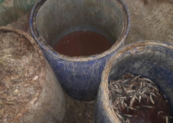 ضبط 4 طن فسيخ وسردين غير صالح ببني سويف