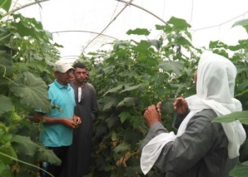 اليونيدو تنظم حملة “الصوب الزراعية “