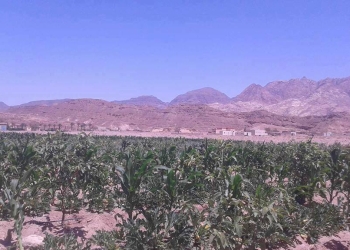 سيناء تعلن الحرب على الإرهاب بسلاح التنمية