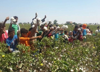 وزير الزراعة و محافظ الفيوم يفتتحان موسم جني القطن
