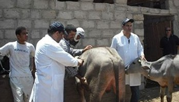 مديرية أمن الإسكندرية  تشارك الطب البيطري في تحصين الماشية من مرض الحمي القلاعية