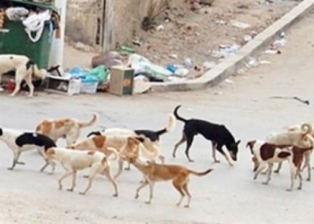 إعدام  ذئاب وثعالب مسعوره وكلاب ضاله  بمركز باريس