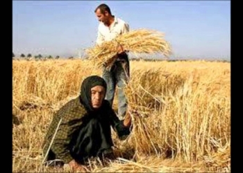 “المصيلحي” : توفير أجولة الجوت وتسليمها للفلاحين دون دفع مبالغ تأمين