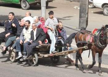 25% انخفاض في عدد عربات الكارو بالعاصمة