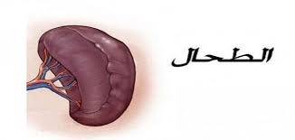 الإندونيسيين يمتلكون جينا يؤثر على حجم الطحال
