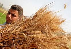 "المصيلحي": سددنا 12 مليار جنيه مستحقات الفلاحين