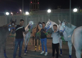 الزراعة”: تصدير 9 خيول عربية إلى ألمانيا”