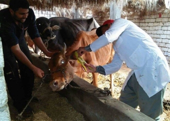 شن حملات لتحصين الماشية ضد الحمى القلاعية والوادي المتصدع في الغربية