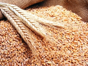 التموين تتعاقد على استيراد ٣٦٠ ألف طن قمح روماني وروسي