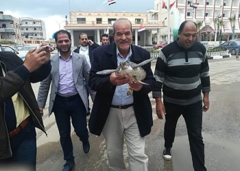 11 مسئولًا يودعون "ترسة بحرية" تعود إلى البحر بعد علاجها فى بلطيم