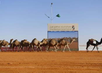 مشاركة مصرية بارزة في مسابقات “الهجن” بمهرجان الملك عبدالعزيز للإبل