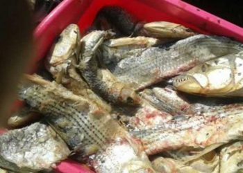 ضبط طن فسيخ فاسد فى مطوبس وفوة  بكفرالشيخ