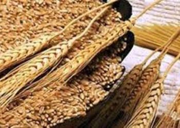 مطالبات بوقف استيراد القمح الروسي بعد كارثة الإنفجار النووي