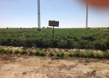 استرداد 87 فداناً من أراضي أملاك الدولة بيوسف الصديق
