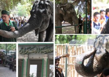 وفاة آخر فيل بحديقة حيوان الجيزة