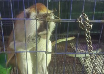 ضبط 17حيوانا بريا في حملة مكبرة على محلات بيع الحيوانات الأليفة بالهرم
