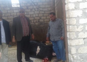 بالصور.. ضبط سلخانة غير مرخصة ومصادرة ذبيحة فاسدة قبل بيعها بالبحيرة