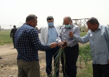 جامعة المنيا تحصد زراعة 45 فدان قمح من أراضيها
