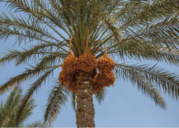 مشروع حفظ المنتجات الزراعية (البلح ) بالوادي الجديد