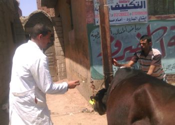 علاج 82 ألف رأس ماشية من الأمراض الباطنية وطفيليات الدم بالبحيرة