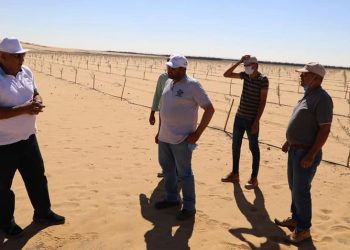 زراعة وإنتاج الزيتون على مساحة ١٠٠٠ فدان بالوادي الجديد