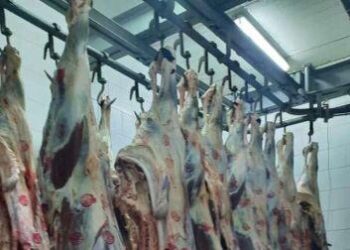 إعدام كبد ٧ أضاحي بمجازر القليوبية لإصابتها بالديدان والخراريج