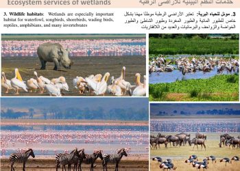 الأراضي الرطبة خزانات المياه وكسب الرزق..إضاءات في عتمة التغيرات المناخية