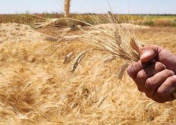 حصاد  2655 فدان قمح وتوريد “8” أطنان و”357″ كيلو لصوامع القليوبية