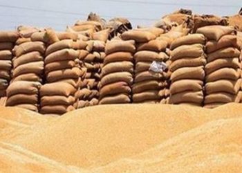 صوامع الإسكندرية تستقبل 2267 طن قمح منذ بداية موسم التوريد