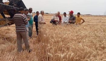 زايد : حصاد “46”ألف فدان قمح وتوريد “109” آلاف طن للصوامع