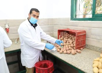 “الزراعة ” : ٦٤٦ ألف فدان خالية من العفن البني في البطاطس حتى الآن