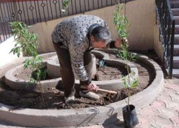 تشجير مركز شباب الدير بطوخ ضمن مبادرة ” 1000″ شجرة بالقليوبية