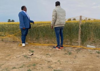 “بحوث الصحراء وأكساد” يتابعان زراعات القمح تحت ظروف الاجهادات البيئية براس سدر