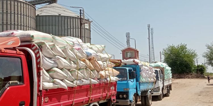إقبال على توريد القمح بالشون والصوامع بالمنوفية