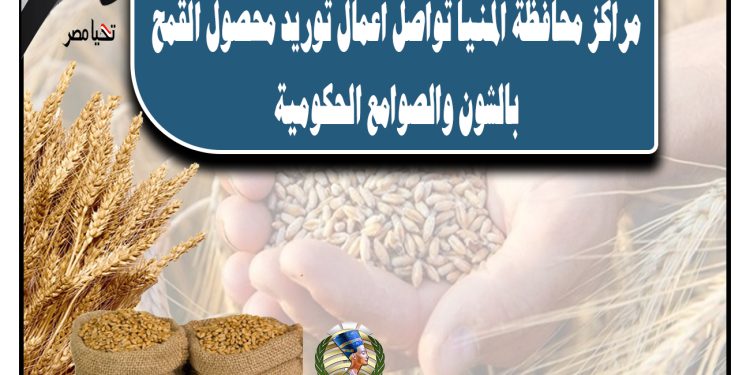 توريد 30 ألف طن قمح بالشون والصوامع بالمنيا