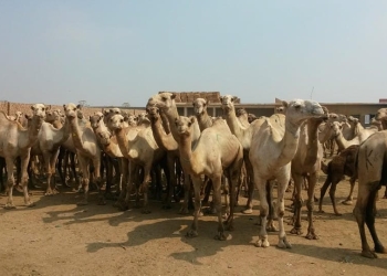 سوق الجمال بدراو محط أنظار السائحين الأجانب بأسوان