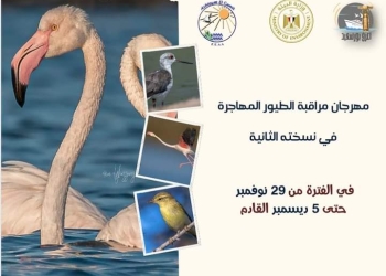 محافظة بورسعيد توجه دعوة مجانية مفتوحة لحضور مهرجان “مراقبة الطيور المهاجرة”