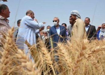 توريد 77,2 ألف طن قمح لصوامع وشون القليوبية