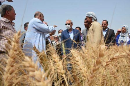 توريد 77,2 ألف طن قمح لصوامع وشون القليوبية